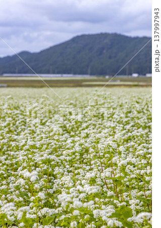 福井県坂井市丸岡町の満開のそば畑 秋の風景 福井県坂井市丸岡町の満開のそば畑 秋の風景 137997943