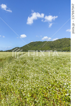 福井県坂井市丸岡町の満開のそば畑 秋の風景 福井県坂井市丸岡町の満開のそば畑 秋の風景 137997947