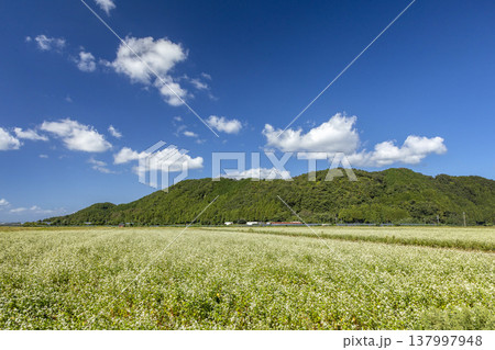 福井県坂井市丸岡町の満開のそば畑 秋の風景 福井県坂井市丸岡町の満開のそば畑 秋の風景 137997948
