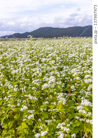 福井県坂井市丸岡町の満開のそば畑 秋の風景 福井県坂井市丸岡町の満開のそば畑 秋の風景 137997973