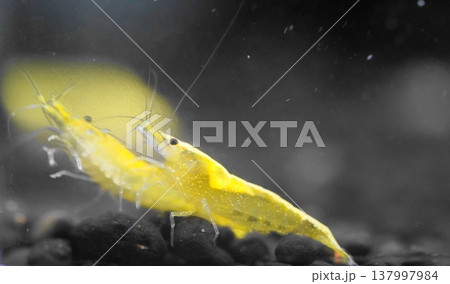 Vibrant Yellow Shrimp in Aquarium Setting 137997984
