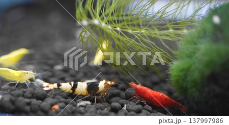 Colorful Aquarium Shrimp Freshwater Tank Scene Colorful Aquarium Shrimp Freshwater Tank Scene 137997986