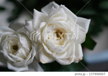 White Rose Flowers Close Up Botanical Beauty White Rose Flowers Close Up Botanical Beauty 137998007