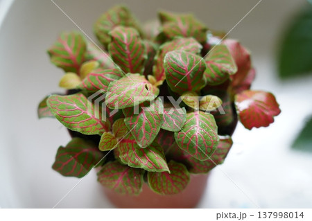 Fittonia Plant with Pink Veins Ornamental Houseplant Fittonia Plant with Pink Veins Ornamental Houseplant 137998014