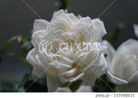 Closeup of a White Rose Flower Blossom in Bloom Closeup of a White Rose Flower Blossom in Bloom 137998015