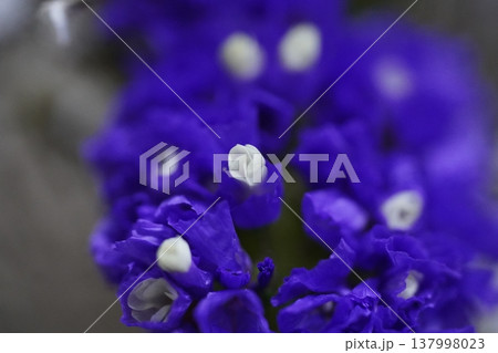 Purple Statice Flowers Closeup Floral Photography Purple Statice Flowers Closeup Floral Photography 137998023