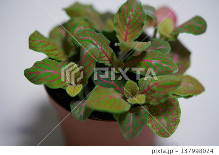Colorful Nerve Plant in a Brown Pot Indoor Plant Colorful Nerve Plant in a Brown Pot Indoor Plant 137998024