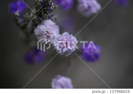 Purple Statice Flowers Delicate Floral Arrangement Purple Statice Flowers Delicate Floral Arrangement 137998029