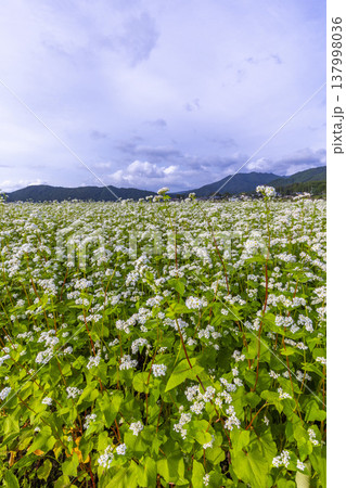 福井県坂井市丸岡町の満開のそば畑 秋の風景 福井県坂井市丸岡町の満開のそば畑 秋の風景 137998036