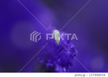 Purple Statice Flower Macro Photography Purple Statice Flower Macro Photography 137998038