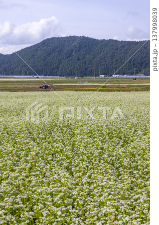福井県坂井市丸岡町の満開のそば畑 秋の風景 福井県坂井市丸岡町の満開のそば畑 秋の風景 137998039
