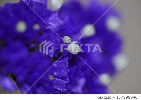 Purple Statice Flowers Floral Beauty Macro Photography Purple Statice Flowers Floral Beauty Macro Photography 137998046