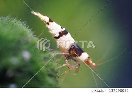 Crystal Black Shrimp on Moss Background Macro Shot 137998053