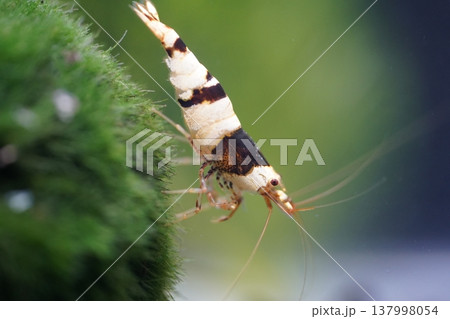 Crystal Black Shrimp on Aquatic Moss Beautiful Macro Shot 137998054
