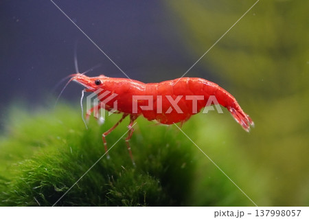 Red Cherry Shrimp on Moss Vibrant Aquarium Scene 137998057
