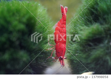 Red Cherry Shrimp on Green Moss Vibrant Aquarium Life 137998058
