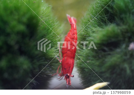 Cherry Shrimp Among Greenery Underwater Scene Cherry Shrimp Among Greenery Underwater Scene 137998059