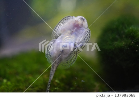 Gastromyzon Borneo Sucker Fish Underwater Close Up Shot 137998069