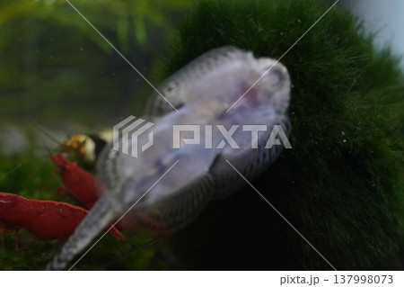 Freshwater Aquarium with Hillstream Loach and Cherry Shrimp Freshwater Aquarium with Hillstream Loach and Cherry Shrimp 137998073