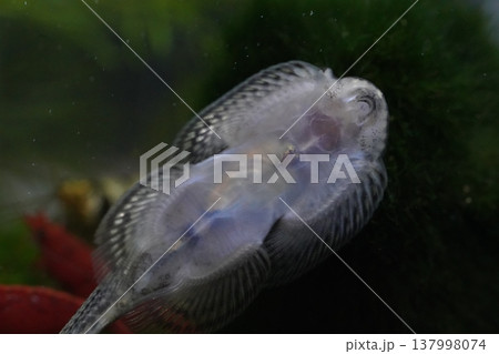 Close up view of a hillstream loach ventral side Close up view of a hillstream loach ventral side 137998074