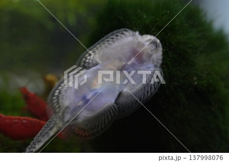 Sewellia Lineolata Fish Underwater Close-up Photo Sewellia Lineolata Fish Underwater Close-up Photo 137998076