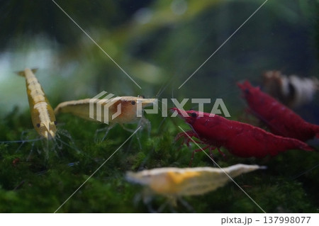 Colorful Shrimp in Aquarium Close Up Shot 137998077