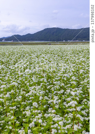 福井県坂井市丸岡町の満開のそば畑 秋の風景 福井県坂井市丸岡町の満開のそば畑 秋の風景 137998102