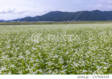 福井県坂井市丸岡町の満開のそば畑 秋の風景 137998104