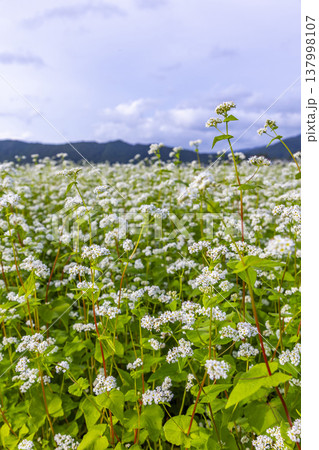 福井県坂井市丸岡町の満開のそば畑 秋の風景 福井県坂井市丸岡町の満開のそば畑 秋の風景 137998107