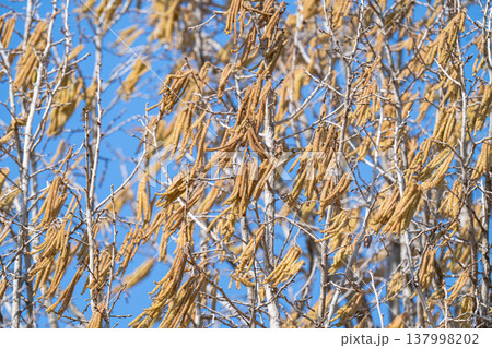 hazelnut tree in early spring on a sunny day 137998202