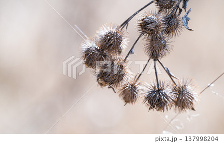 photo of dried burdock 137998204