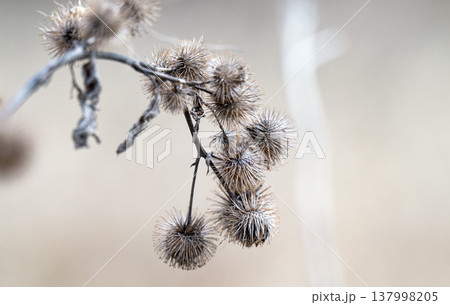 photo of dried burdock 137998205