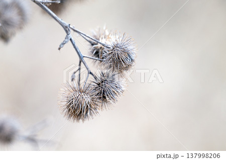 photo of dried burdock photo of dried burdock 137998206