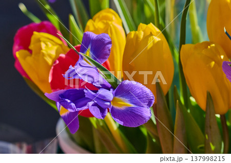 bouquet of spring tulips and irises with tulips bouquet of spring tulips and irises with tulips 137998215