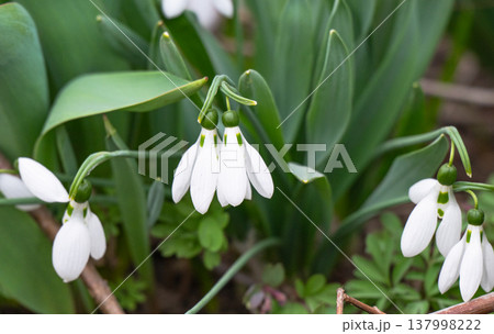 first spring snowdrop flowers in the spring first spring snowdrop flowers in the spring 137998222