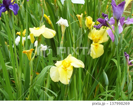 水郷潮来あやめ園の花菖蒲(黄色) 137998269