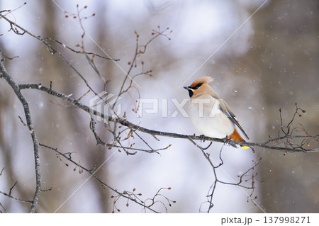 降雪の中のキレンジャク 137998271