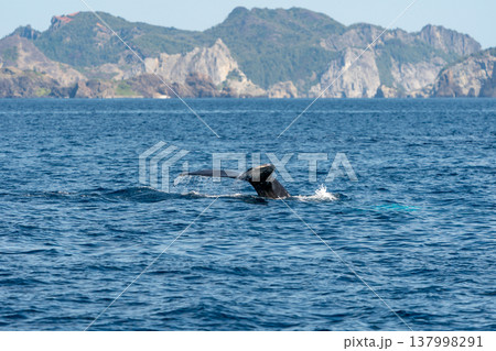 ザトウクジラ　小笠原 137998291