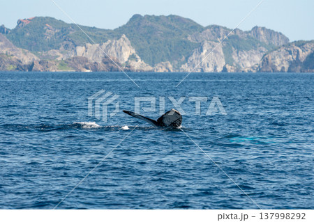 ザトウクジラ　小笠原 137998292
