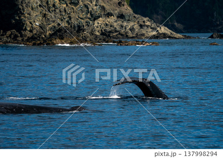 ザトウクジラ 小笠原 ザトウクジラ 小笠原 137998294