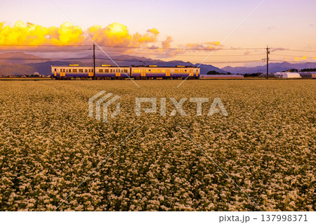 夕暮れの坂井平野 満開のそば畑を走るえちぜん鉄道 夕暮れの坂井平野 満開のそば畑を走るえちぜん鉄道 137998371