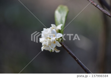 一輪の沈丁花 一輪の沈丁花 137998384