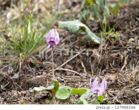 カタクリの花 137998386