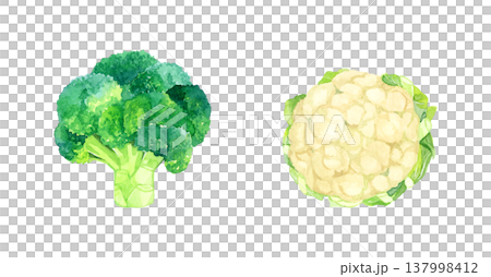西蘭花和花椰菜組合 - 手繪水彩蔬菜插圖 137998412