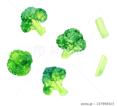 カットしたブロッコリーのセット　野菜の手描き水彩イラスト素材 137998423