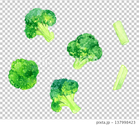 カットしたブロッコリーのセット　野菜の手描き水彩イラスト素材 137998423