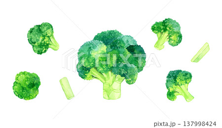 丸ごと&カットしたブロッコリーのセット 野菜の手描き水彩イラスト素材 丸ごと&カットしたブロッコリーのセット 野菜の手描き水彩イラスト素材 137998424