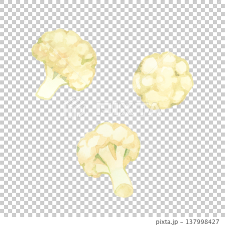 切好的花椰菜——手繪水彩蔬菜插圖 137998427