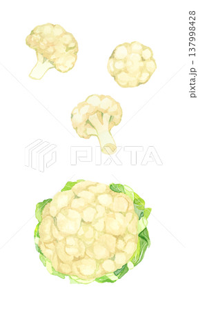 カリフラワーのセット 野菜の手描き水彩イラスト素材 カリフラワーのセット 野菜の手描き水彩イラスト素材 137998428