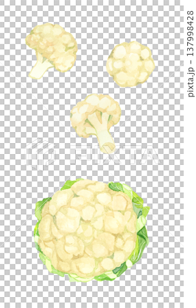 カリフラワーのセット 野菜の手描き水彩イラスト素材 カリフラワーのセット 野菜の手描き水彩イラスト素材 137998428
